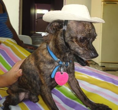Oreo, es super protector, le gusta jugar, es muy elegante, serio, no le gustan los niños, t demuestra su afecto.. es encantador